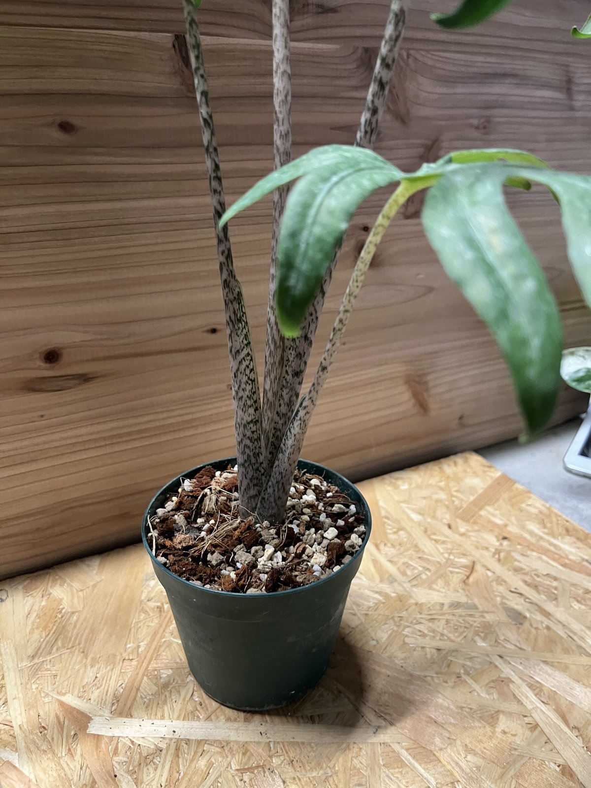 アロカシア ブランキフォリア | GREEN LUCK