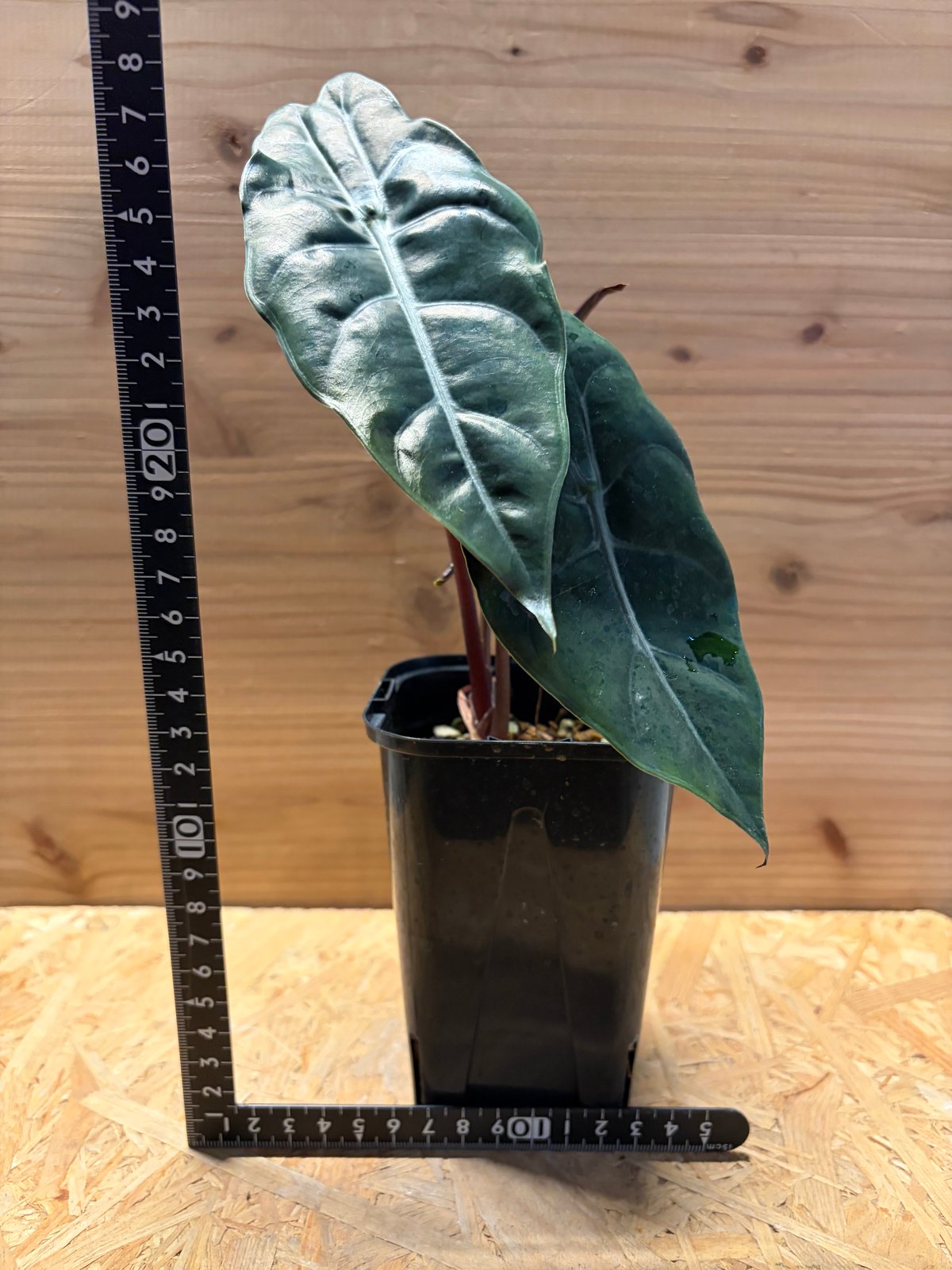 アロカシア 'シャントリエリ' | GREEN LUCK