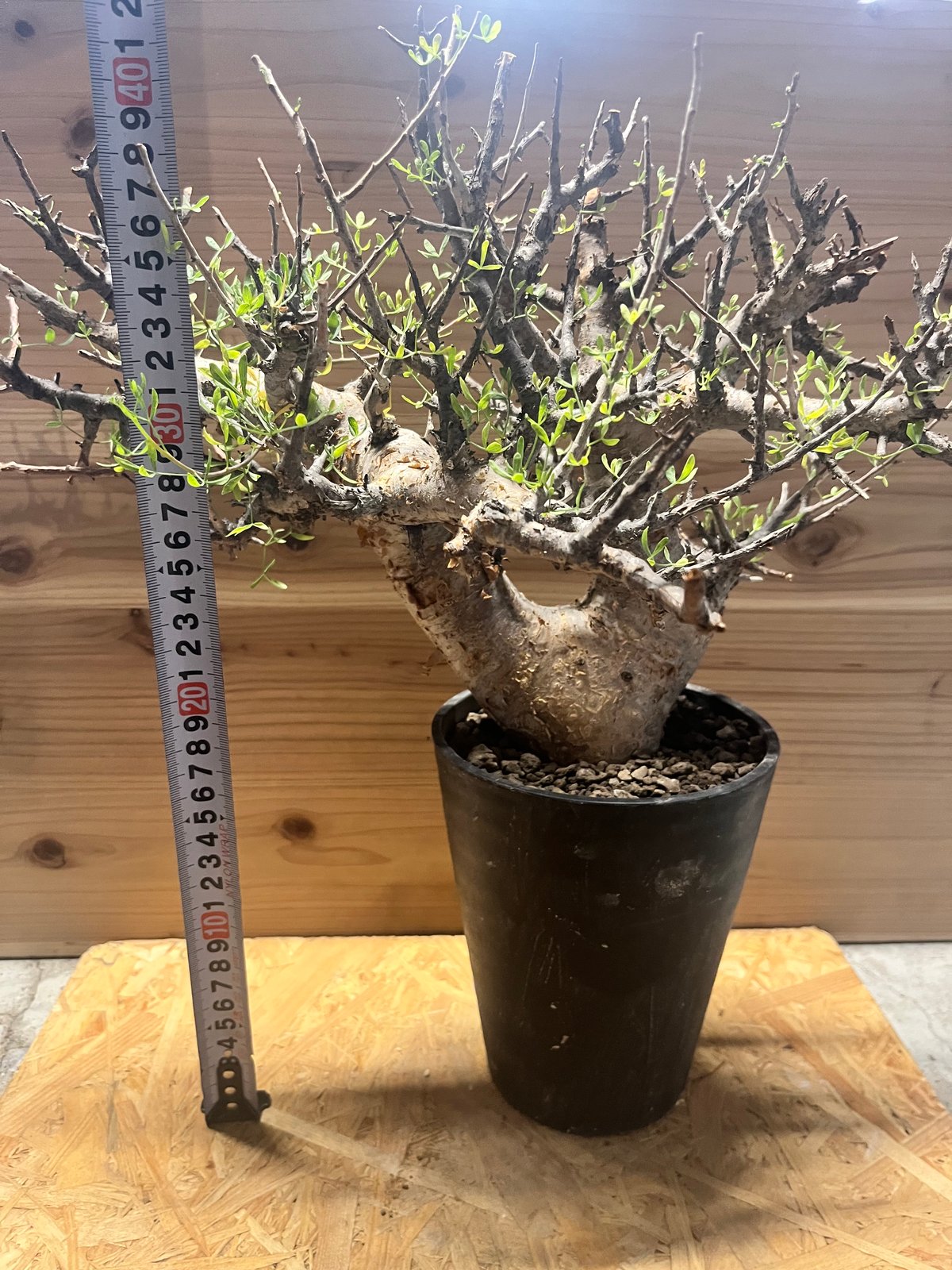 コミフォラ・フォリアセア　発根済み鉢付き　現地株 観葉植物/コミフォラ：フォリアセア（発根済み） 4号鉢植え