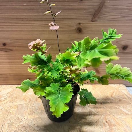 希少 バンクシア アテナータ CATEGORY 観葉植物 | GREEN LUCK