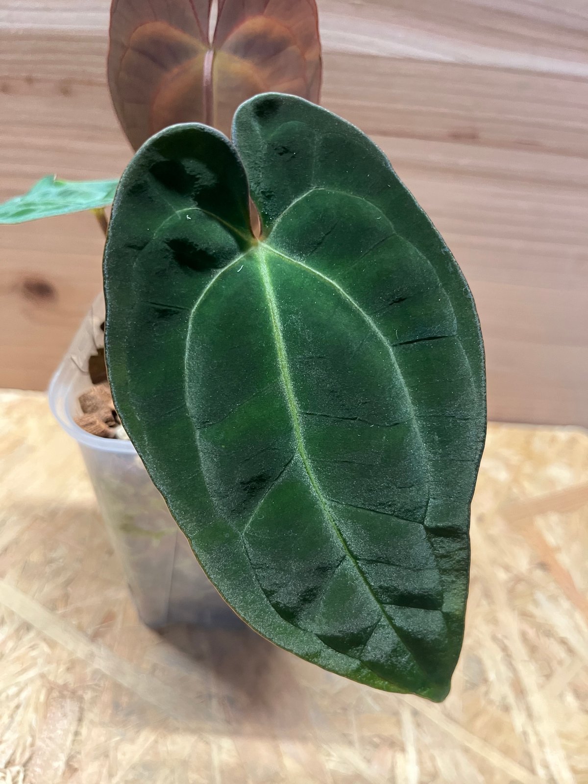 43 アンスリウム　パピリラミナム　GY グナヤラタイプ　大きめ　サービス品 アンスリウム パピリラミナム【Guna Yala】×aff.besseae | GREEN