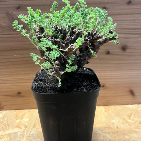 アルテルナンス | STORES