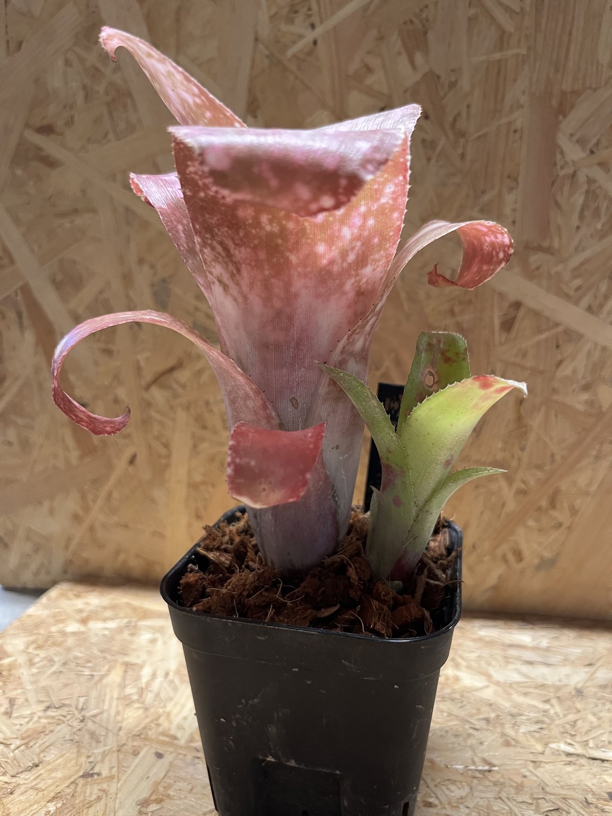 ビルベルギア　ピンクボム　コルク付け ビルベルギア ピンクシャンパン | GREEN LUCK