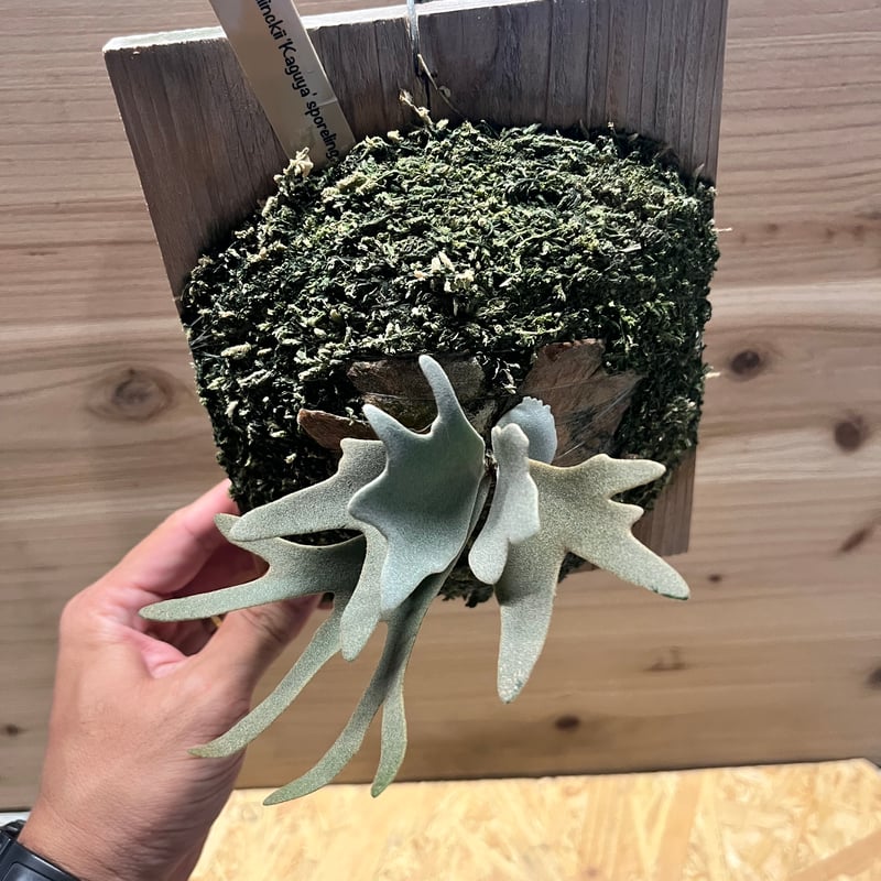 と*う様 エルブス　ウィリンキー　ビカクシダ　子株 ビカクシダ☆P.willinckii'Elves'☆スーパードワーフ☆子株