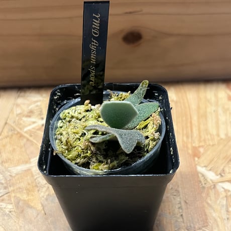 光触媒　人工観葉植物　ウォールグリーン　ウッドボックススキンダプサス85 光触媒 人工観葉植物 ウォールグリーン ウッドボックススキンダプサス