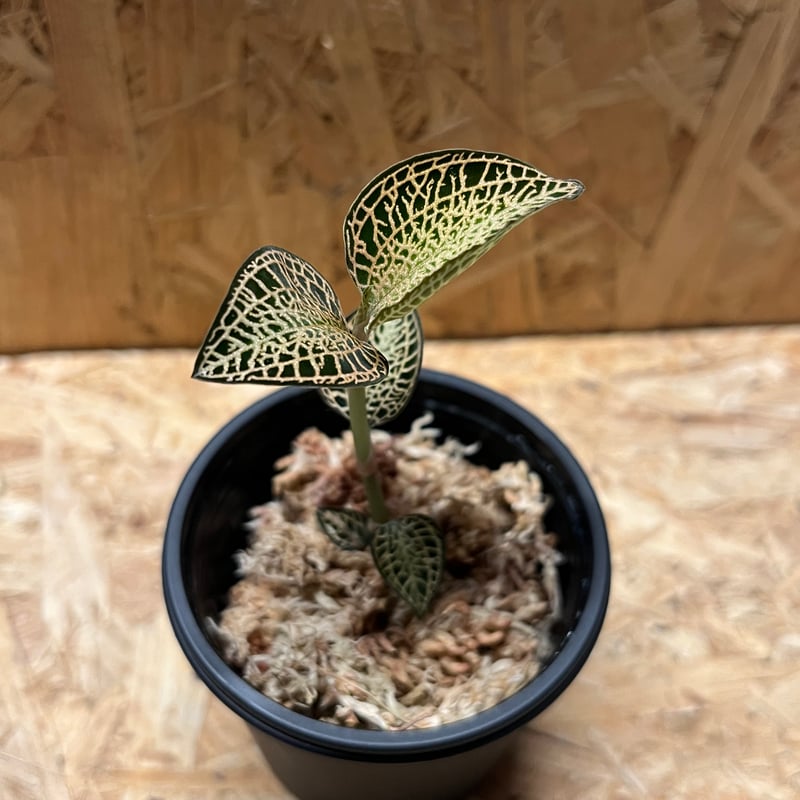 アネクトキルス ロクスバギー ゴールドベインタイプ | GREEN LUCK