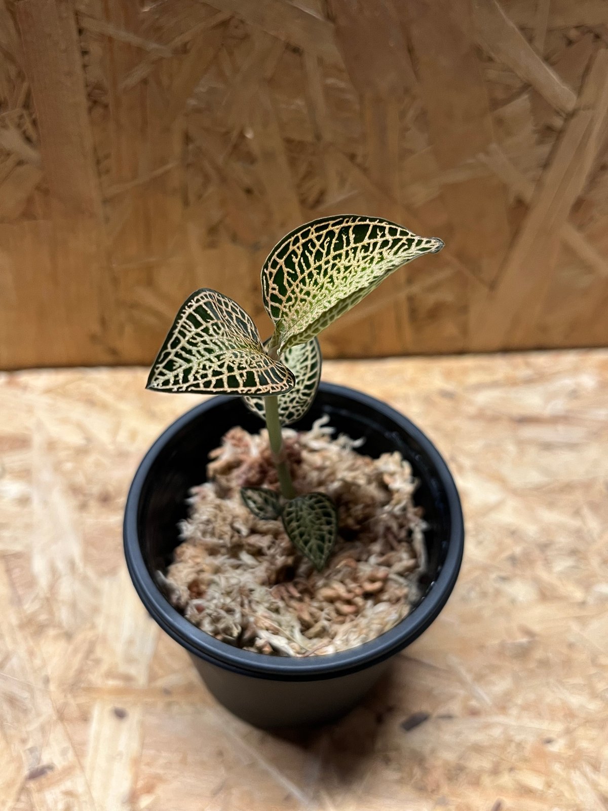 アネクトキルス ロクスバギー ゴールドベインタイプ | GREEN LUCK