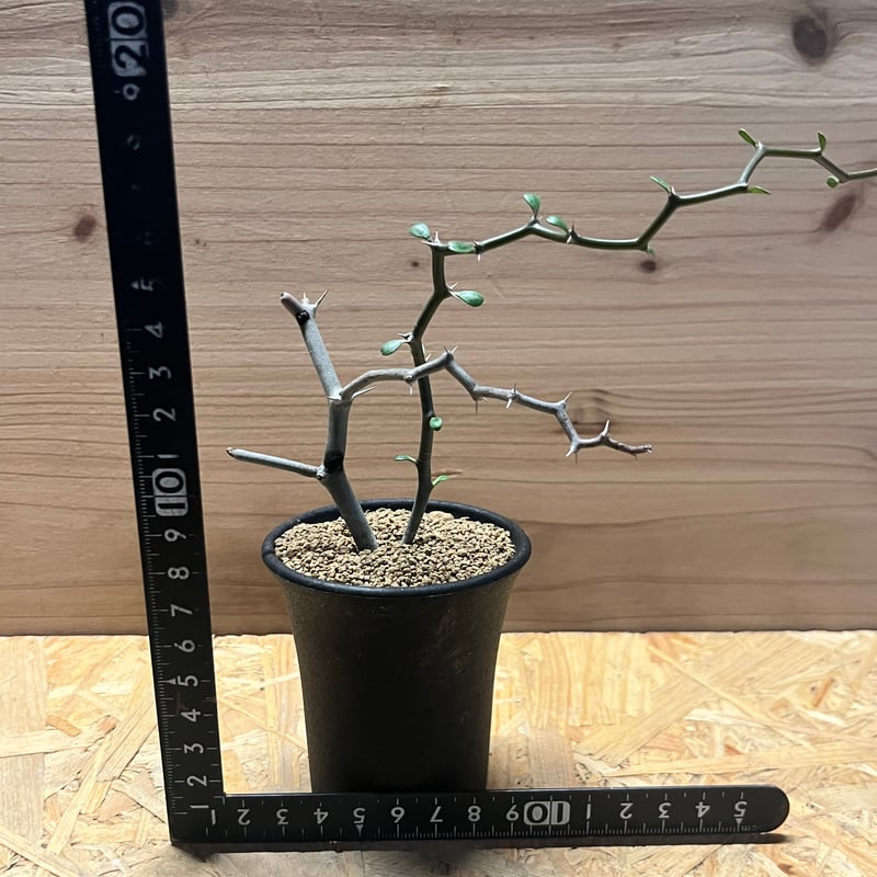 デカリア マダガスカリエンシス ジグザグの木 | GREEN LUCK