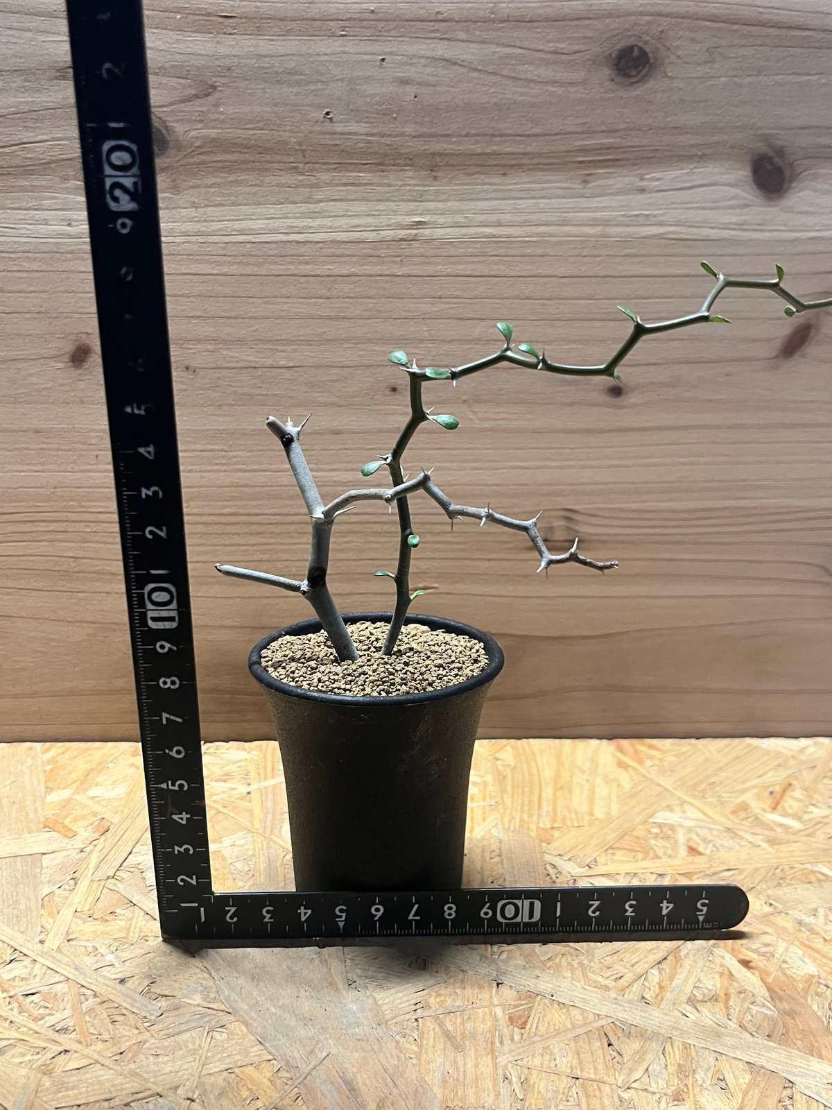 デカリア・マダガスカリエンシス　ジグザグの木　多肉植物 デカリア マダガスカリエンシス ジグザグの木 | GREEN LUCK