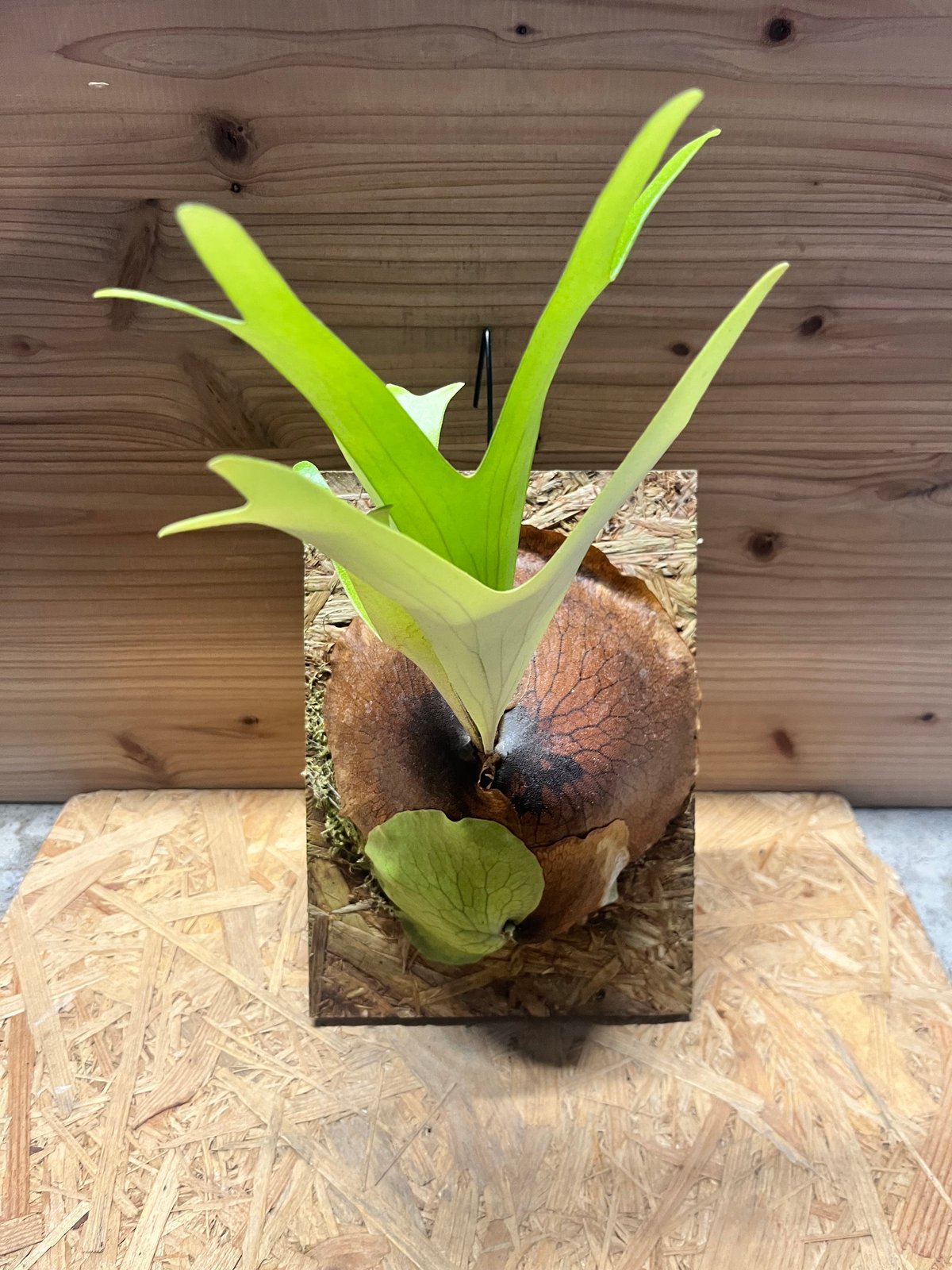 ビカクシダ アルシコルネ アフリカ | GREEN LUCK