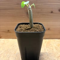 ヤトロファ　コンザッティ