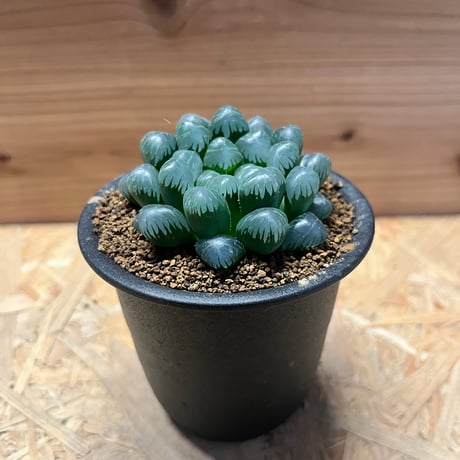 ハオルチアオブツーサ | STORES