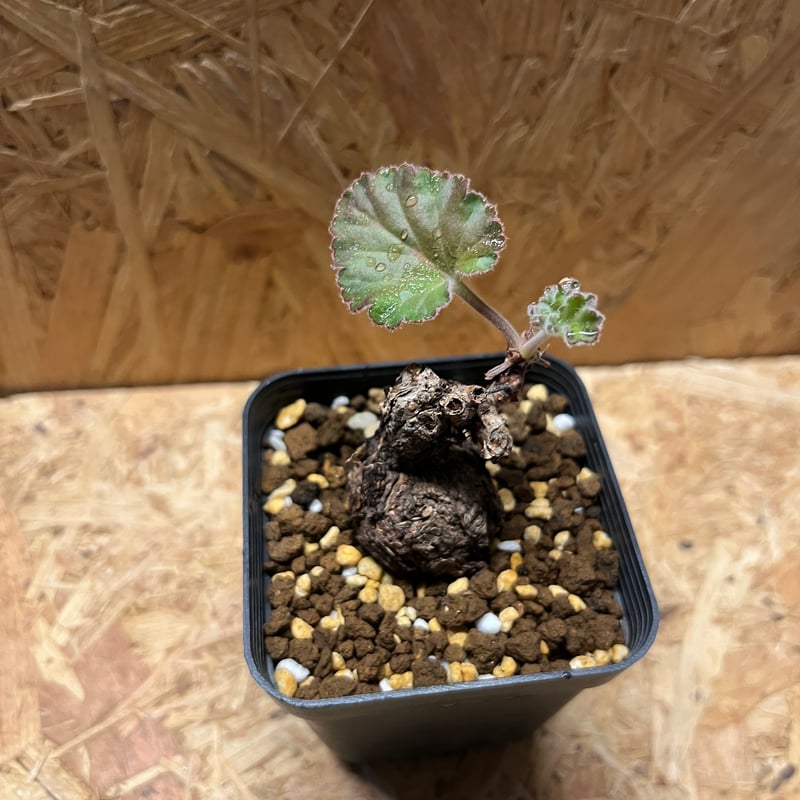 ペラルゴニウム ロバツム検索（塊根植物パキポディウム グラキリス