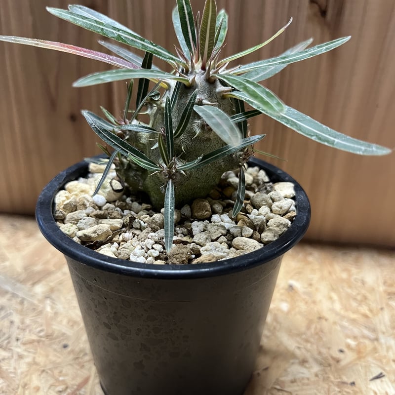 パキポディウム カクチペス | GREEN LUCK