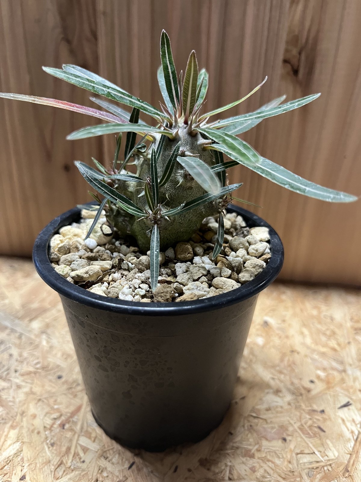 パキポディウム カクチペス | GREEN LUCK