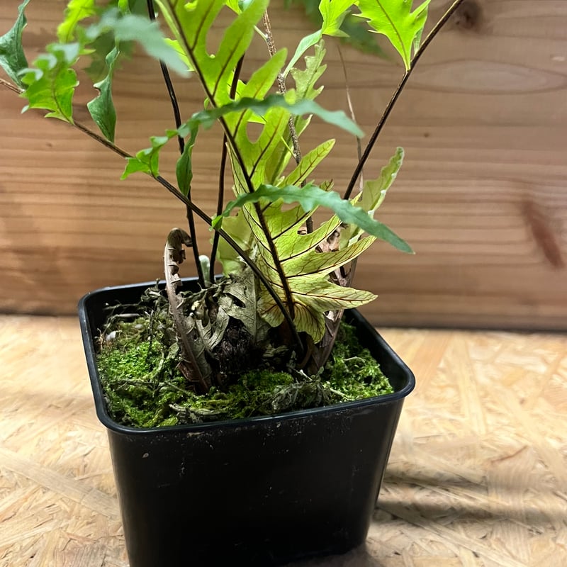 ドリナリア フロリダ | GREEN LUCK