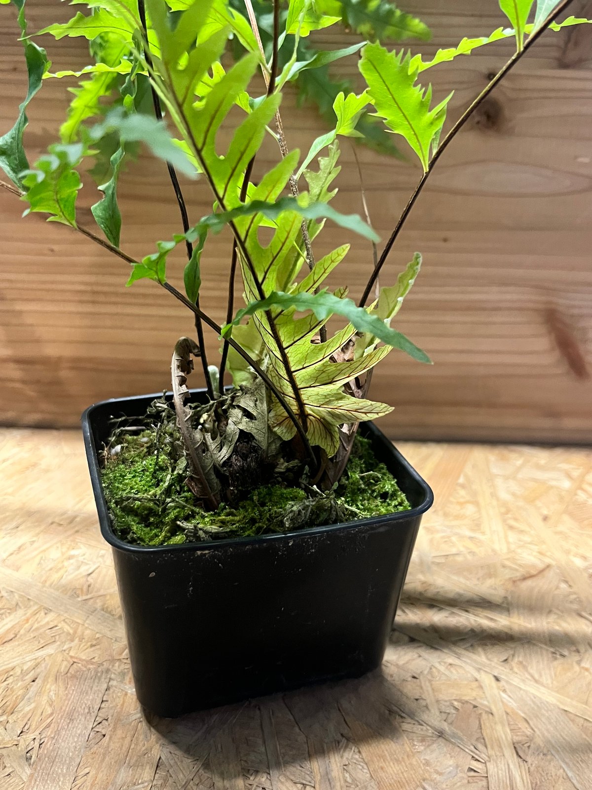 ドリナリア フロリダ | GREEN LUCK