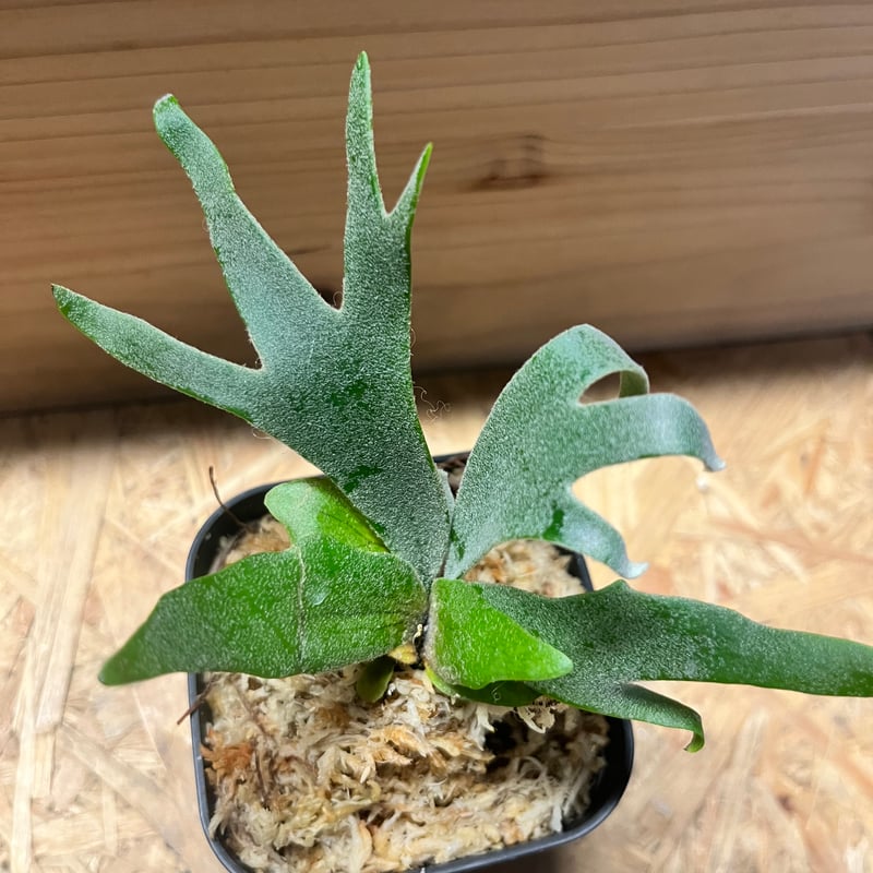 ビカクシダ ウィリンキー 'ジュエル' | GREEN LUCK