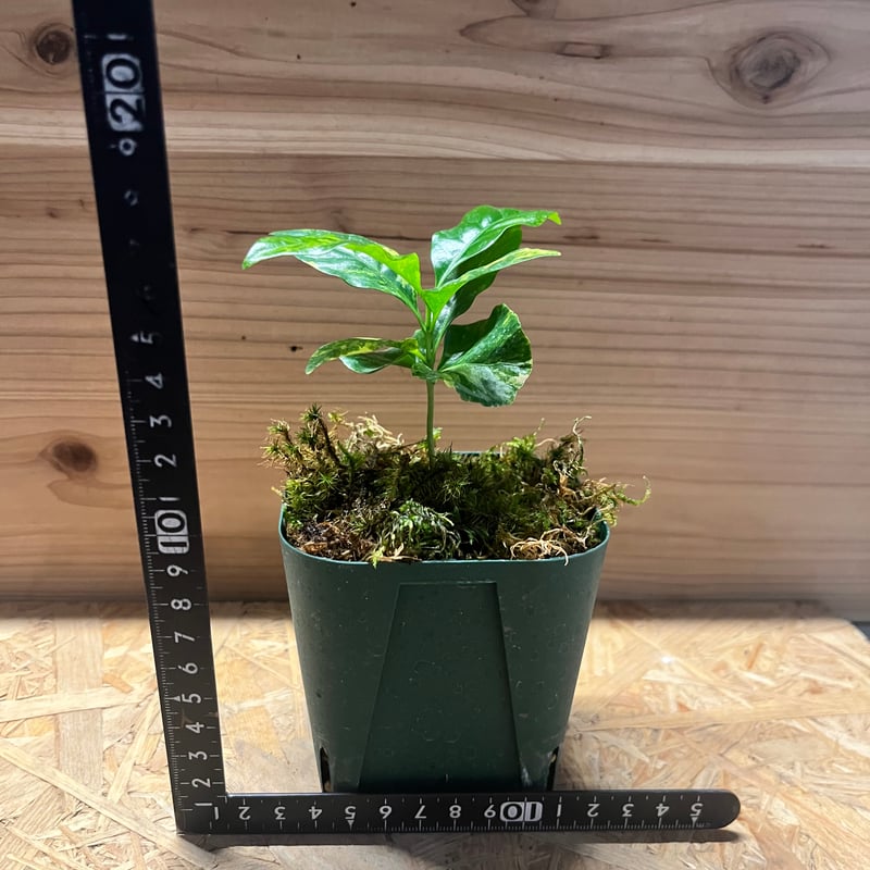 コーヒーの木 斑入り | GREEN LUCK