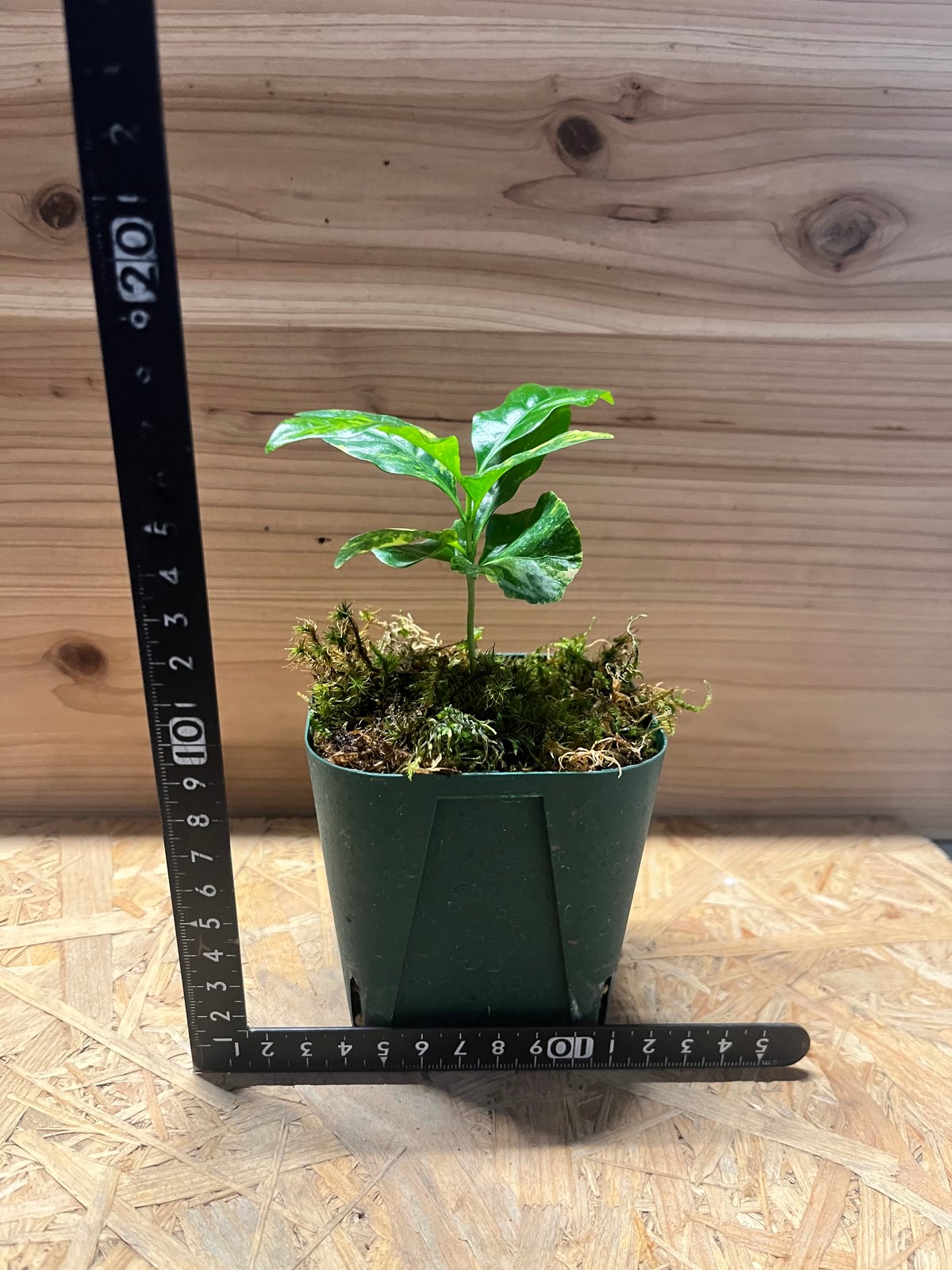 コーヒーの木 斑入り | GREEN LUCK