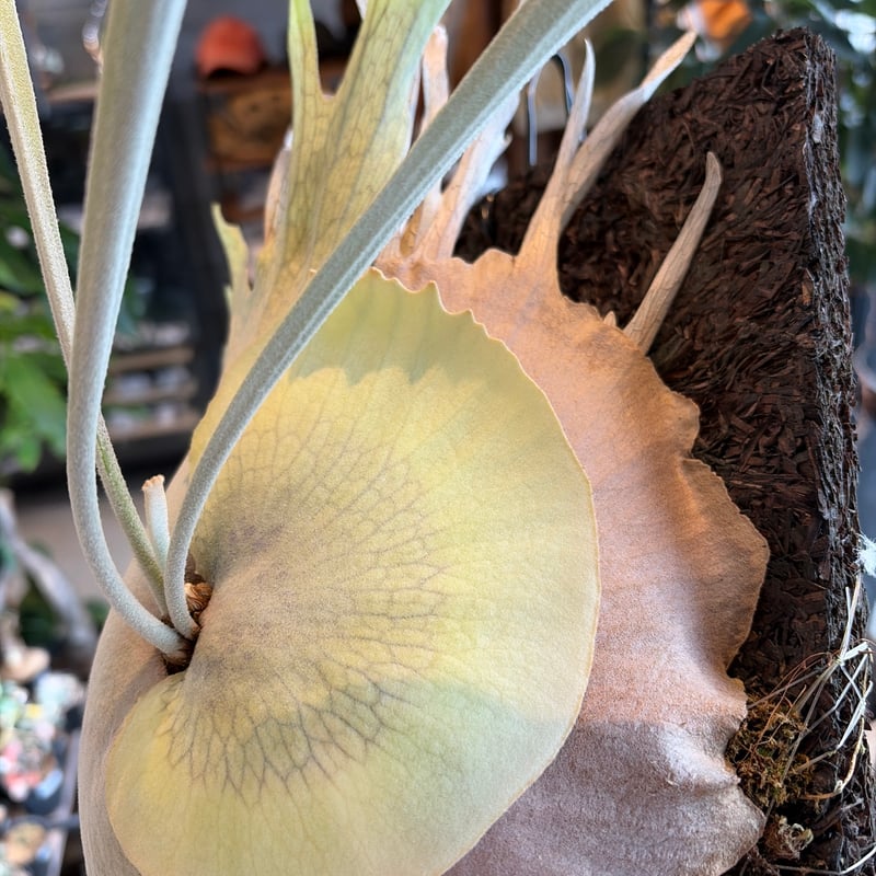 ビカクシダ ベイチー ワイルド | GREEN LUCK