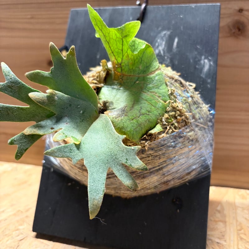P. willinckii 'OMG'spore コルク　ビカクシダ　緑 超極大+美品 ビカクシダP.willinckii OMG spore 【公式通販】