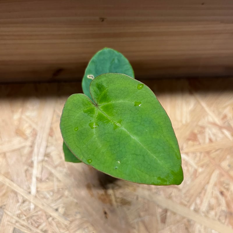 アンスリウム ハイブリッド aff.Besseae×Magnificum Verde | GR