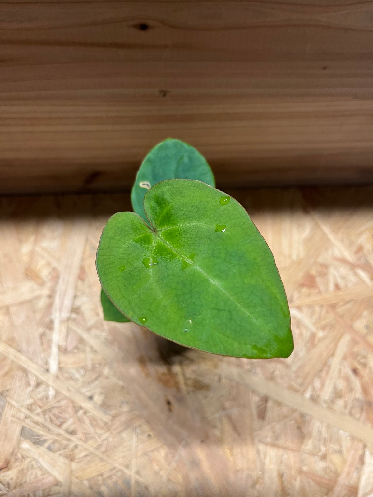 アンスリウム ハイブリッド aff.Besseae×Magnificum Verde | GR