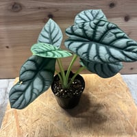 超絶希少❗️交配種❗️フィロデンドロン　フロリダビューティー×マヨイ✨ 超絶希少❗️交配種❗️フィロデンドロン フロリダビューティー