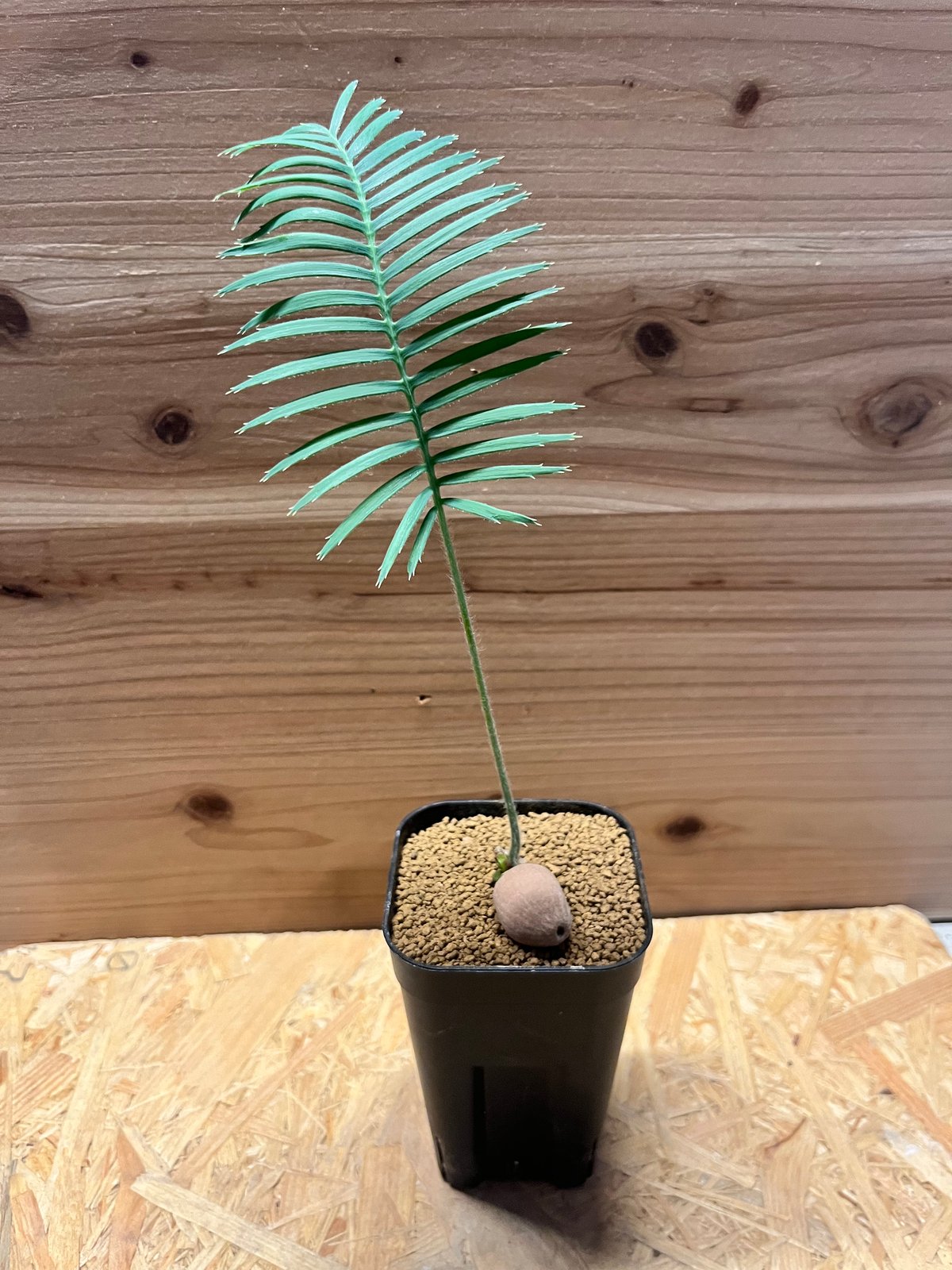 ディオーン エデュレ 'パルマソラ' | GREEN LUCK