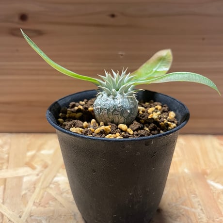 エニグマティクム | STORES 