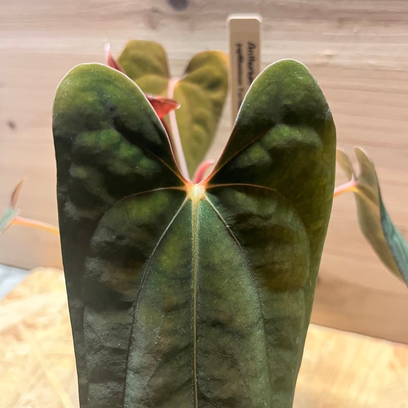 アンスリウム パピリラミナム'フォートシャーマン'×アントラキー