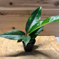 モンステラ デリシオーサ 'ユニアエ' | GREEN LUCK