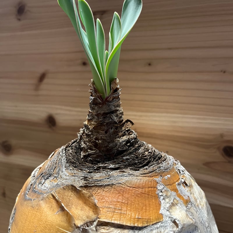 ブーファン ハエマンソイデス | GREEN LUCK