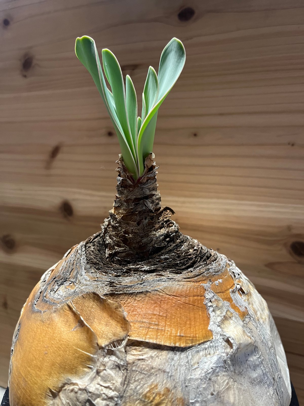 ブーファン ハエマンソイデス | GREEN LUCK