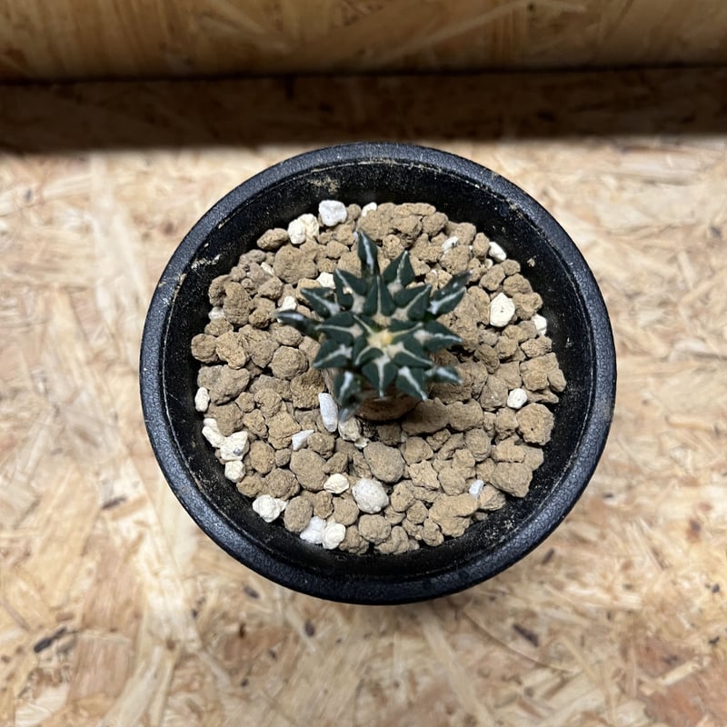 アリオカルプス 姫牡丹 白花種 | GREEN LUCK