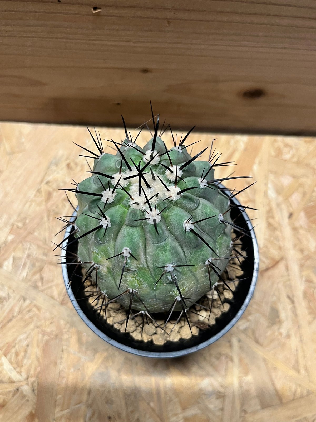 コピアポア シネレア 黒王丸 接おろし | GREEN LUCK