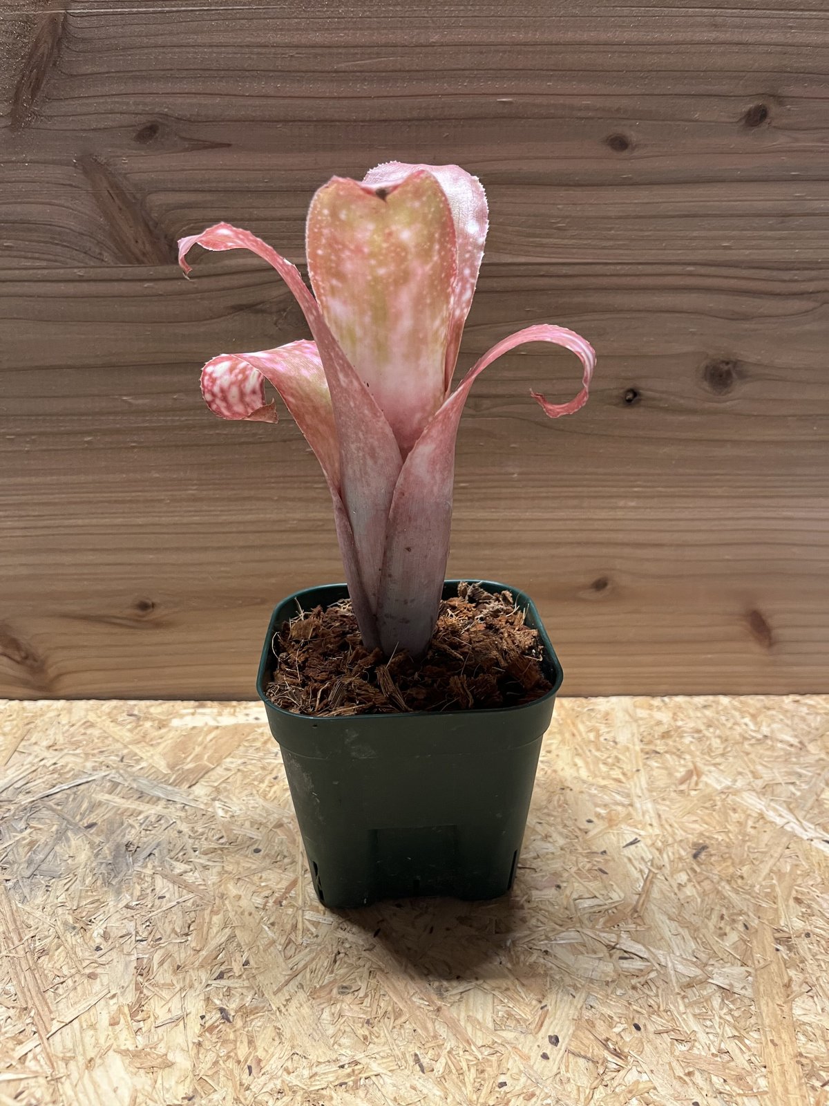 ビルベルギア ピンクシャンパン | GREEN LUCK