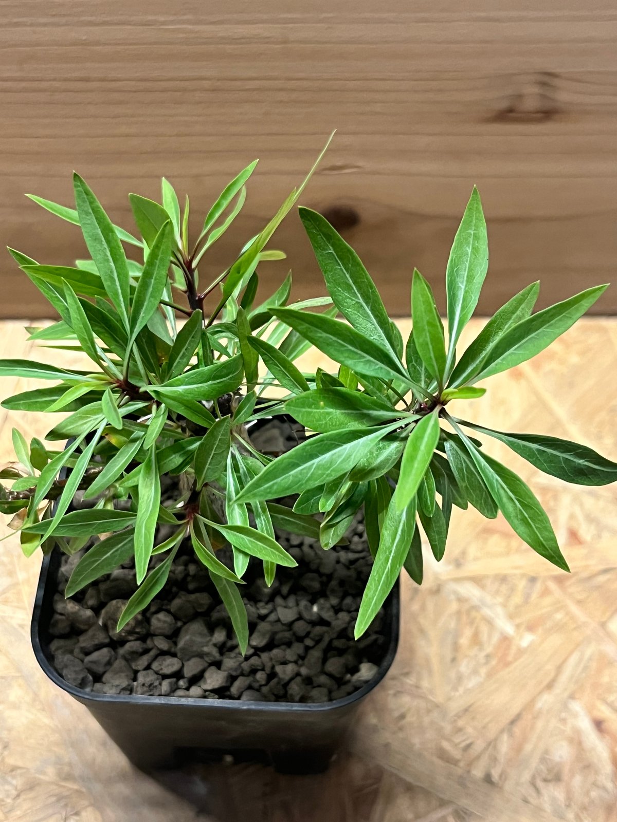 フォークイエリア プルプシー | GREEN LUCK