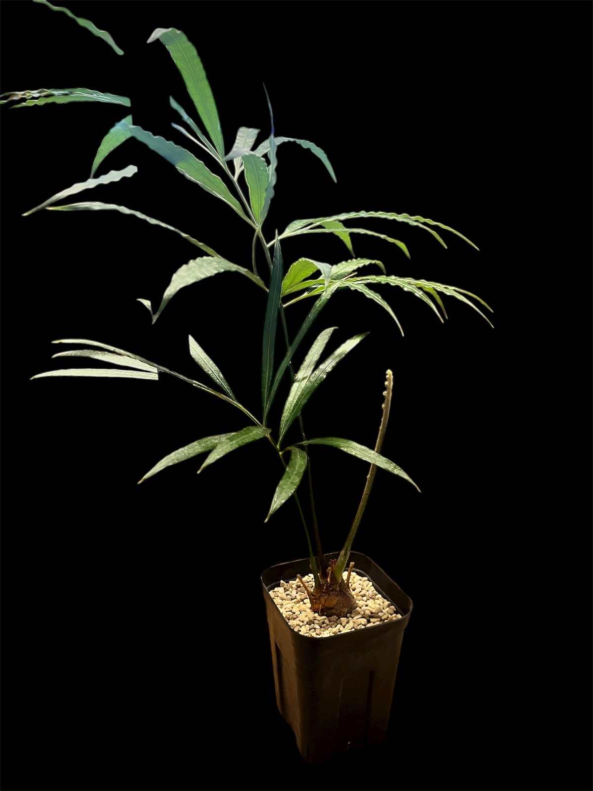 サイカス デバオエンシス | GREEN LUCK