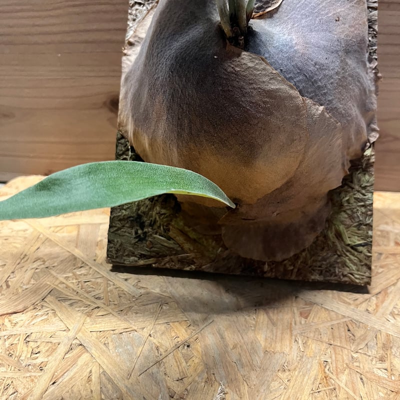 ビカクシダ メラメラ | GREEN LUCK