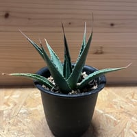 アガベ チタノタ 白鯨 lize園藝 | GREEN LUCK