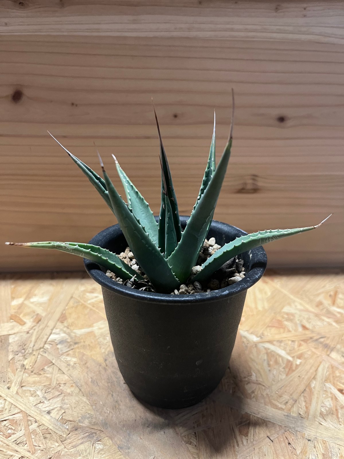 アガべ ユタエンシス カイバベンシス | GREEN LUCK