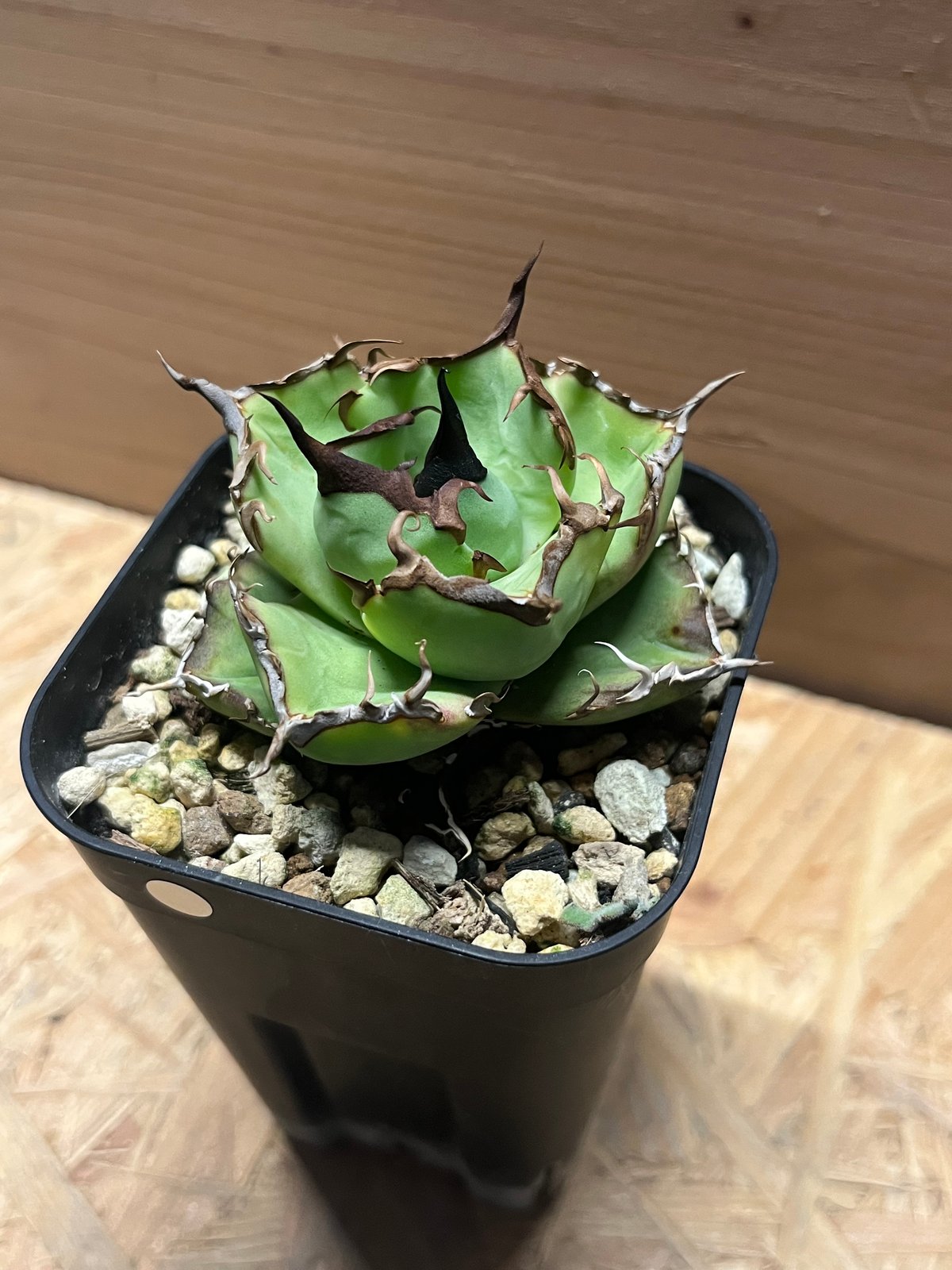 アガベ チタノタ ペルシアンドワーフ | GREEN LUCK