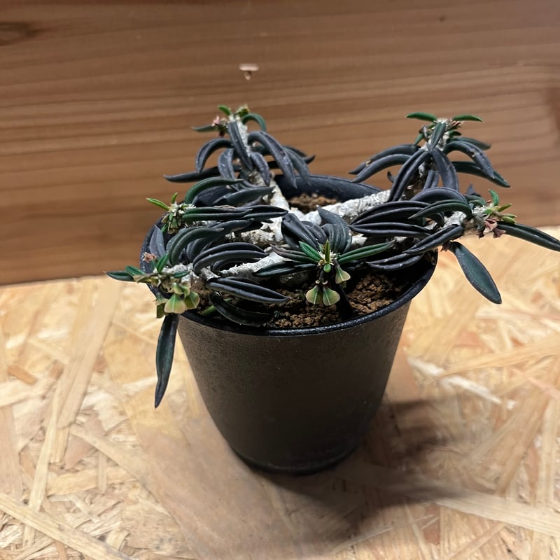 ユーフォルビア キリンドリフォリア | GREEN LUCK