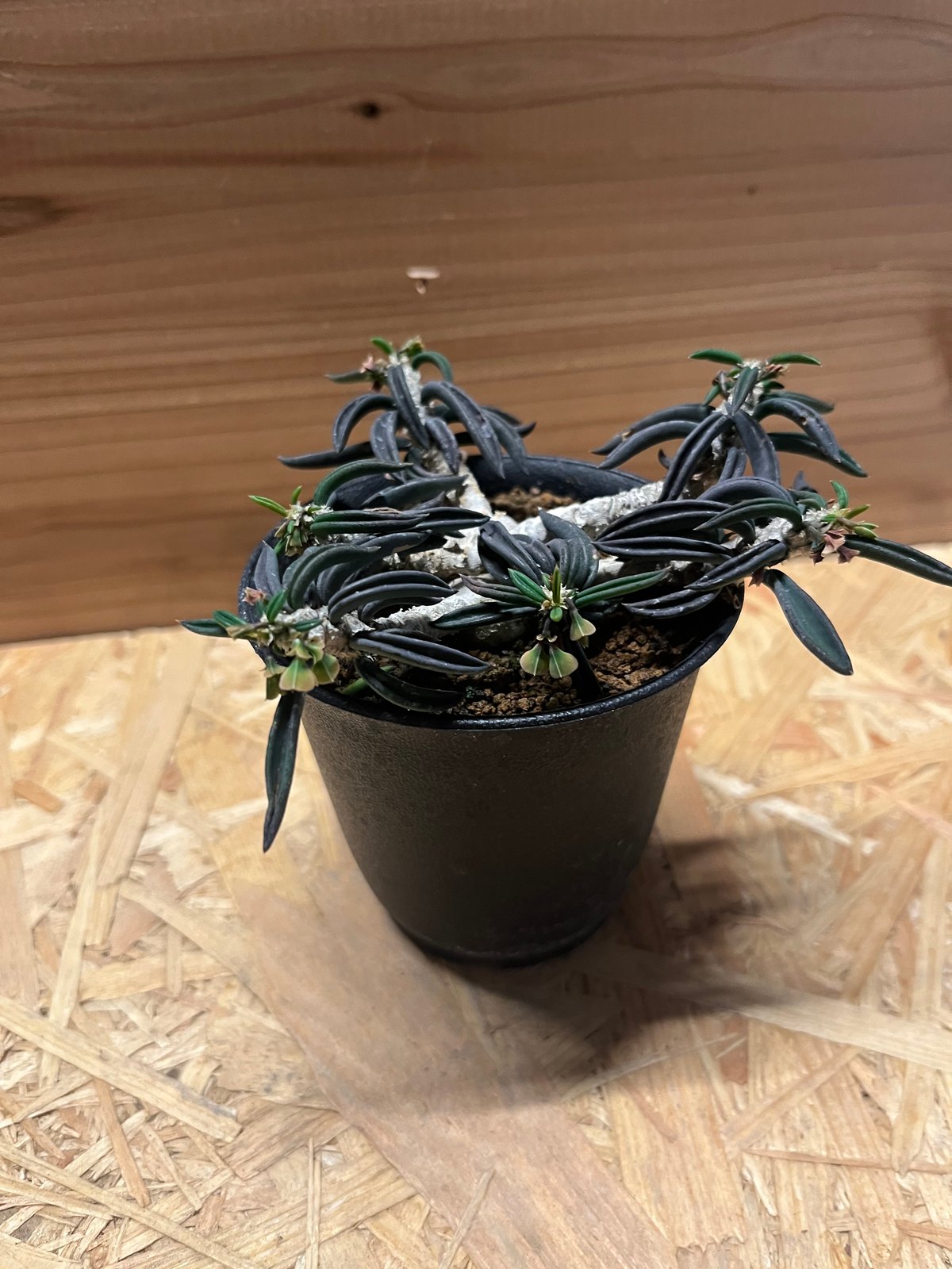 ユーフォルビア キリンドリフォリア | GREEN LUCK