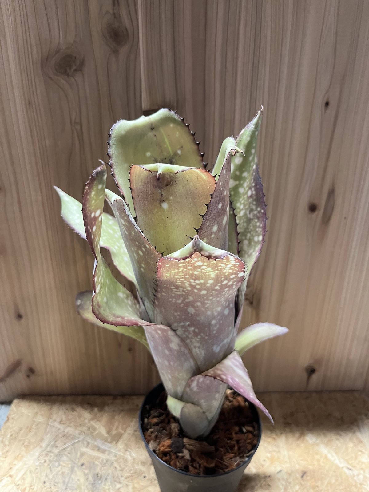 ビルベルギア アラカイ | GREEN LUCK