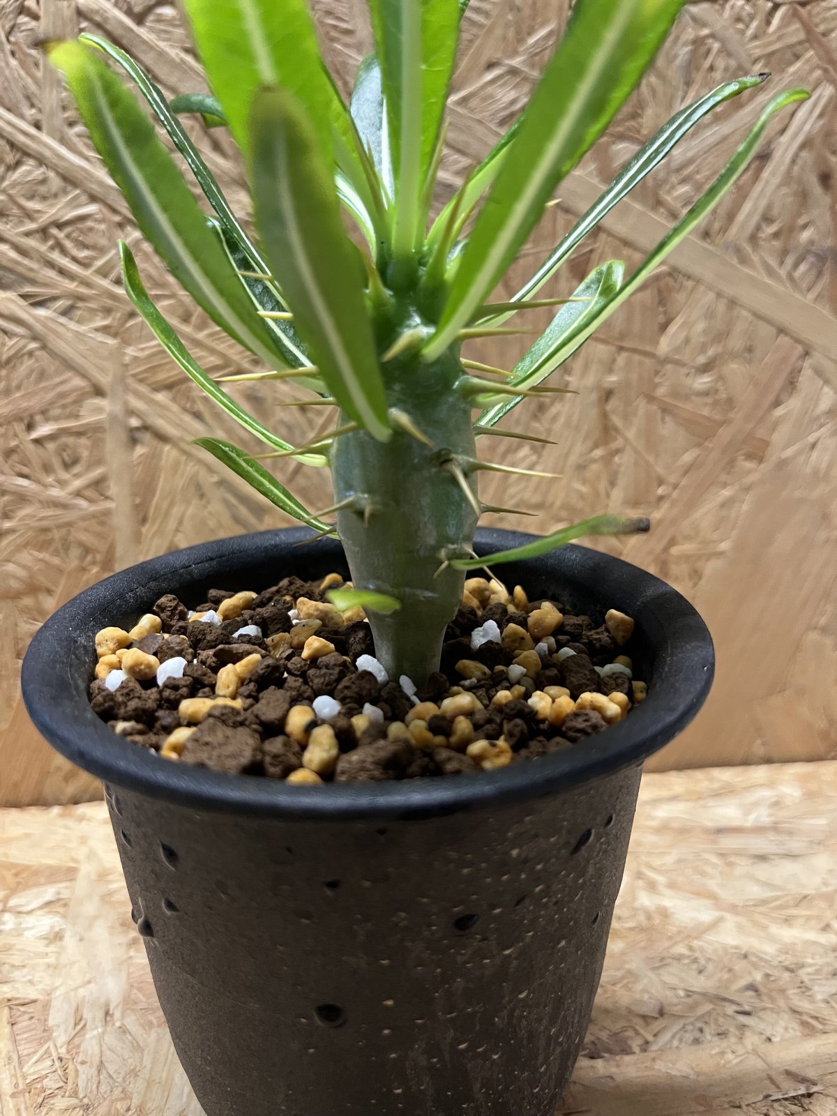 パキポディウム アンボンゲンセ | GREEN LUCK