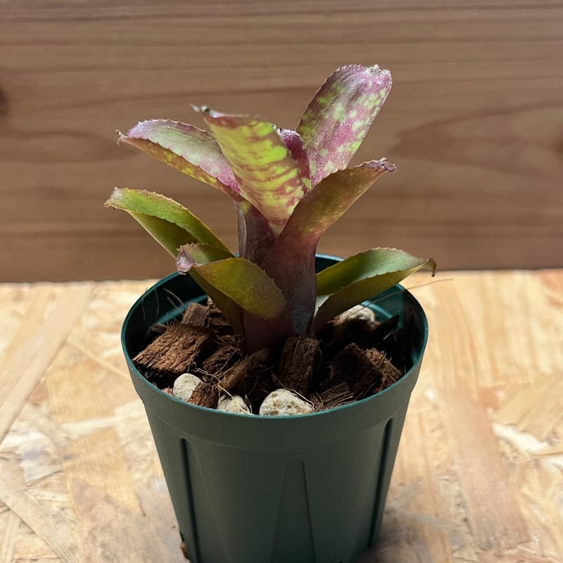 ネオレゲリア サクラ | GREEN LUCK