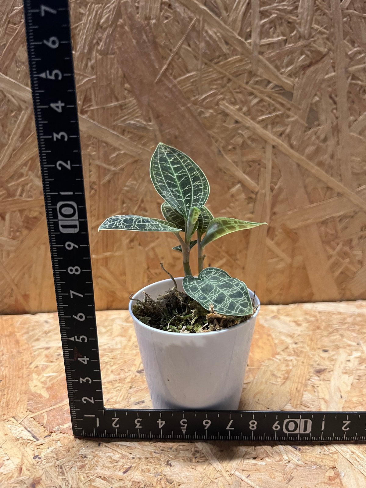 ジュエルオーキッド　マコデス　ペトラ マコデス・ペトラ（ジュエルオーキッド） | GREEN TRUST online store